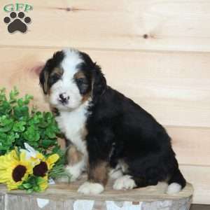 Fudge, Bernedoodle Puppy